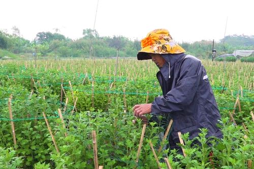 Chi phí tăng, thời tiết thất thường: Làng hoa lớn nhất TPHCM 'căng mình' vụ Tết