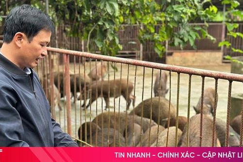 Đặc sản nuôi ở Hà Tĩnh sớm 'cháy hàng'