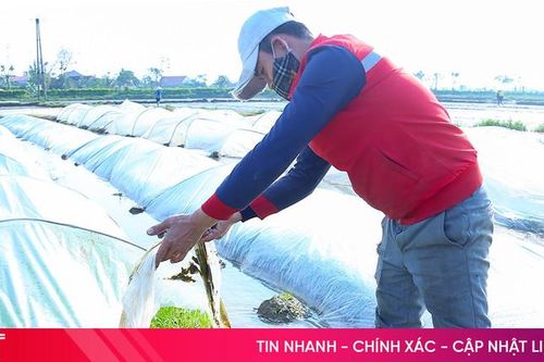 Nông dân Hà Tĩnh tích cực chống rét cho mạ xuân