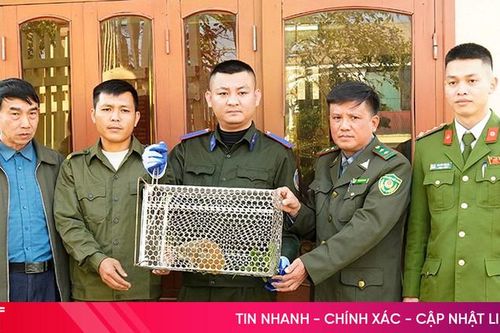 Bàn giao cá thể culi quý hiếm cho Vườn Quốc gia Vũ Quang