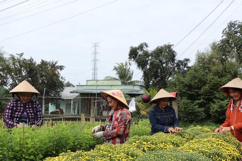 Nhà vườn trồng hoa Tết ở Cần Thơ dự kiến lợi nhuận giảm