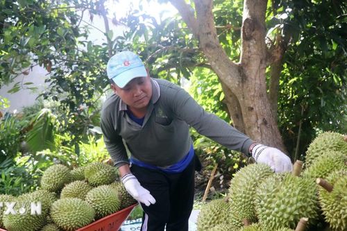 Đến hết năm 2026 sẽ triển khai thí điểm Hệ thống truy xuất nguồn gốc nông sản