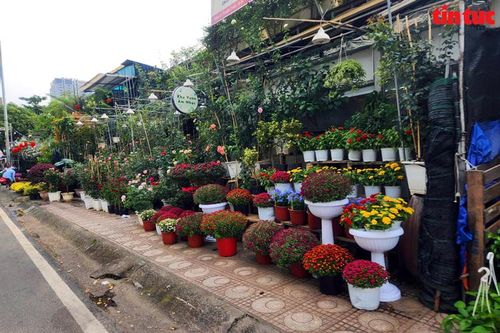 Thị trường hoa, cây cảnh Tết khởi động sớm, sức mua dè dặt