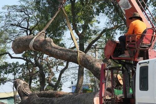 Hà Nội: Di dời, đốn hạ hàng chục cây xà cừ cổ thụ mở rộng đường hơn 3.000 tỷ đồng