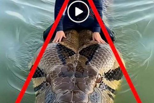 Xử phạt người dùng AI tạo video trăn khổng lồ bơi trên hồ Hoàn Kiếm