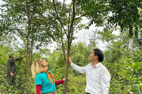 Hàng nghìn cây rừng lớn lên từ sự chung tay của cộng đồng
