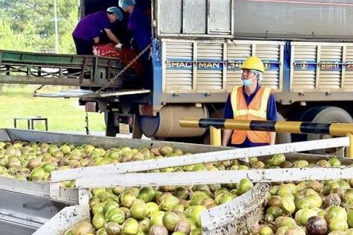 Gia Lai: Mở đường cho nông sản bước sâu vào 'sân chơi' toàn cầu