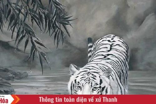 Con hổ trắng trong rừng Ma Hón