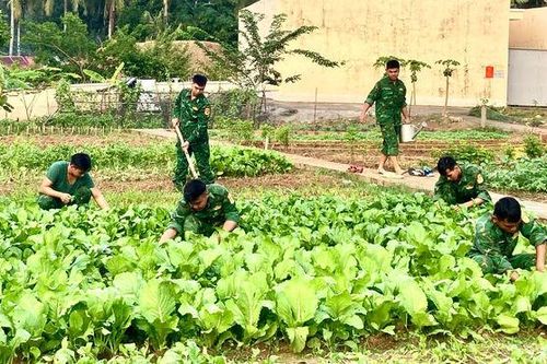 Vườn rau ở Thổ Châu
