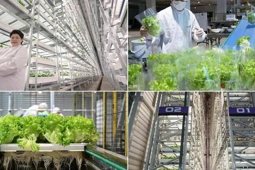 Greenphyto, trang trại thẳng đứng lớn nhất thế giới