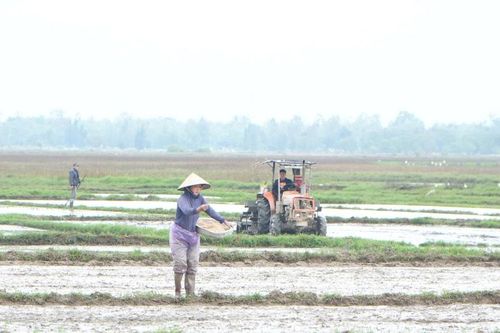 Nông dân Quảng Phú tất bật xuống giống vụ đông xuân 2025 - 2026