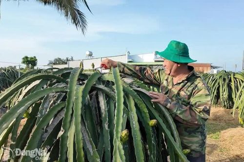 Người cao tuổi chia sẻ kinh nghiệm làm nông nghiệp