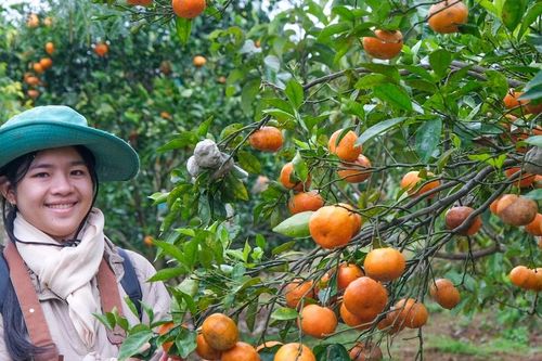 Nhộn nhịp mùa cam chín ở Sơn Lang