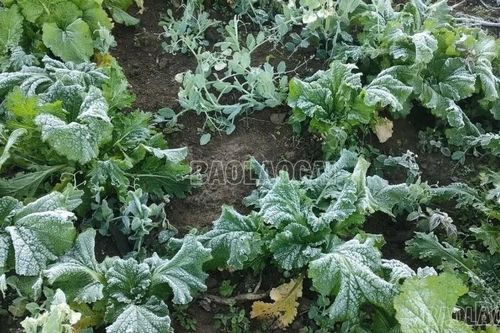 Băng giá phủ trắng cây cối trên thôn Ngải Thầu Thượng, xã Y Tý