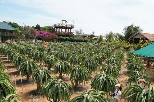 Vườn cây đón du khách