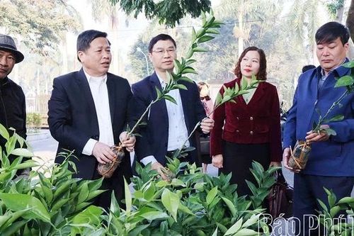 Tạo nền tảng bền vững cho vùng cây ăn quả có múi sau tái canh giai đoạn 2026-2030