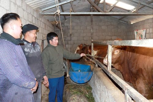 'Gương sống' non cao