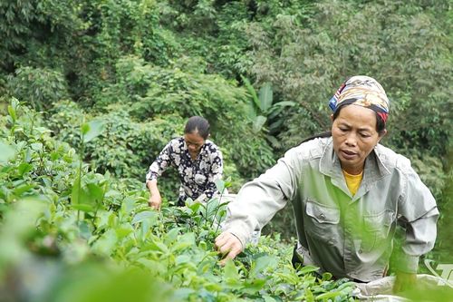 Thương nhớ vị chè đông sao suốt