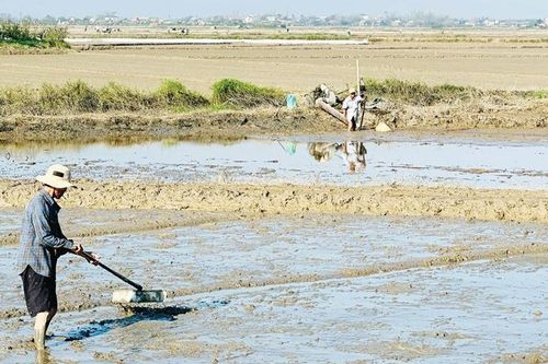 Khắc phục khó khăn, sản xuất vụ đông xuân đúng khung lịch thời vụ