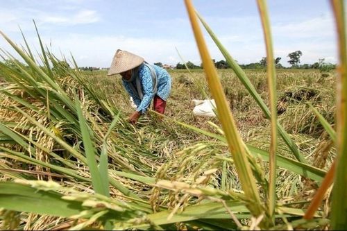 Indonesia hướng tới xuất khẩu gạo sau khi đạt mục tiêu tự chủ lương thực