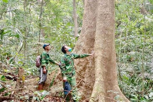 Quảng Trị mở lối kinh tế rừng bền vững