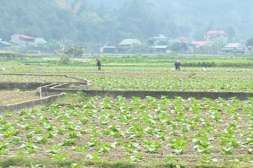 Mùa thuốc lá đến sớm - nông dân đua nhau làm giàu
