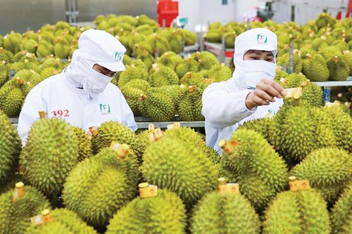 Năm 2026, thí điểm truy xuất nguồn gốc đầu tiên với sầu riêng