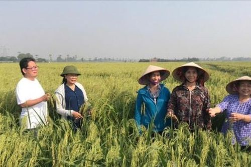 Dân vận khéo tạo động lực phát triển nông nghiệp xanh ở Thư Lâm