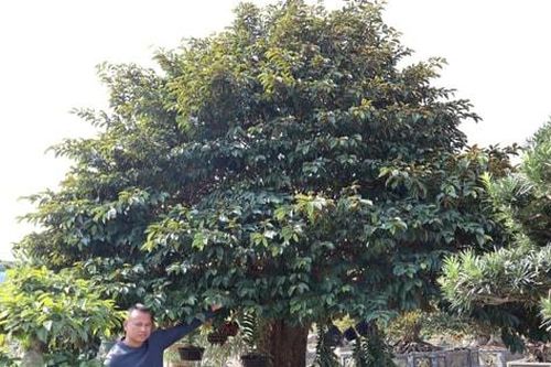 Tạo tác cây độc, lạ, nông dân Phúc Thọ xây dựng vườn sinh vật cảnh bạc tỷ