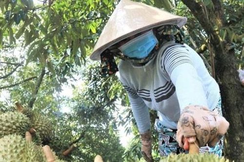 Năm 2026, thí điểm truy xuất nguồn gốc nông sản với quả sầu riêng