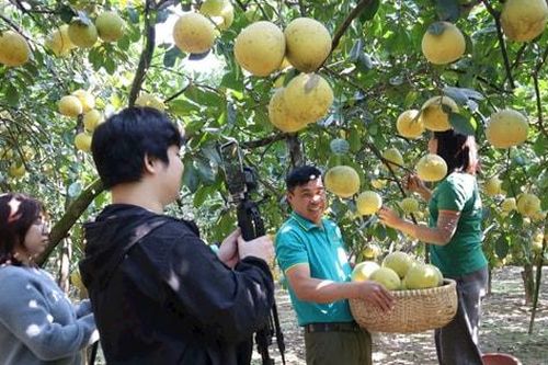 Thơm ngọt mùa bưởi vàng Liên Minh