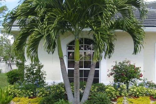 Đây là lý do trồng cây trước nhà để tránh xui xẻo