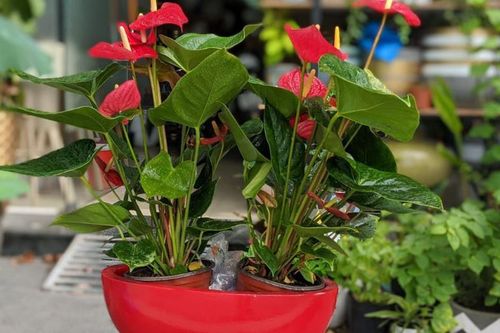 Cách chọn cây cảnh chuẩn bị đón Tết kích hoạt luồng khí tốt, giúp gia đình gặp nhiều may mắn