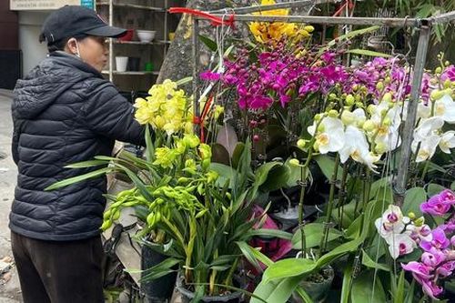 Hoa Tết xuống phố sớm, quất cảnh đã 'lên kệ'