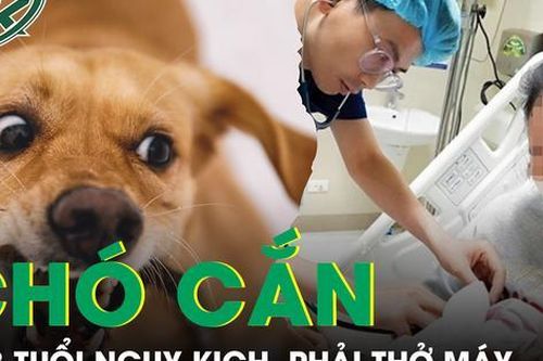 Bé 3 tuổi nguy kịch, phải thở máy do bị chó nhà nặng 30kg tấn công