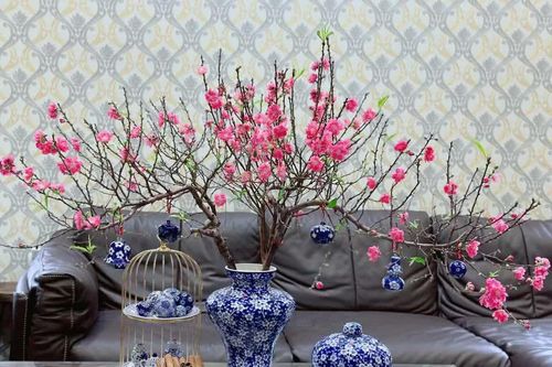 Bí kíp chọn cây cảnh phong thủy dịp Tết giúp 'đổi vận', rước lộc vào nhà