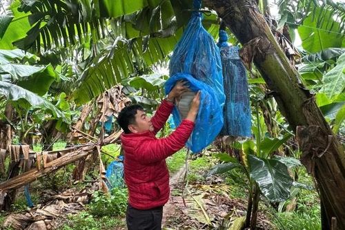 Tăng giá trị cho sản phẩm chuối