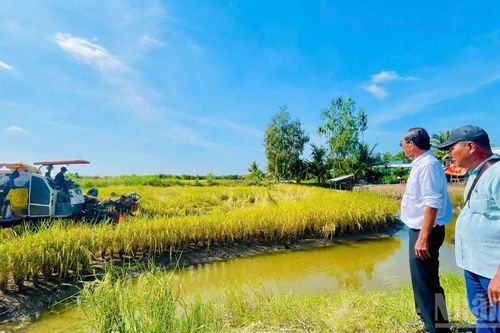 Lúa thơm ST25 thắng lớn tại vùng xen canh lúa tôm đồng bằng sông Cửu Long