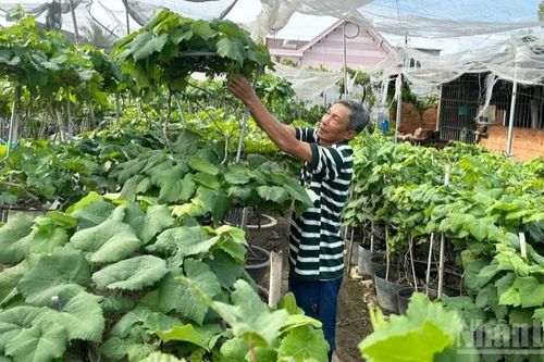 Nhà vườn nho kiểng ở Khánh Hòa tạo dáng đón xuân