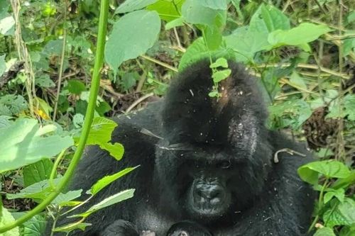 Công viên ở Congo đón cặp song sinh khỉ đột núi quý hiếm