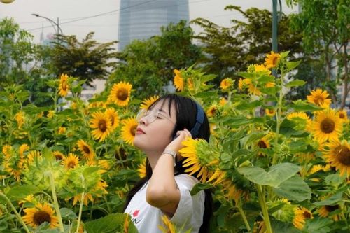 Vườn hướng dương ven sông Sài Gòn rực vàng, thu hút tín đồ sống ảo