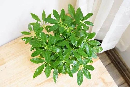 5 loại cây 'hút' vận may nên trồng trước nhà dịp năm mới