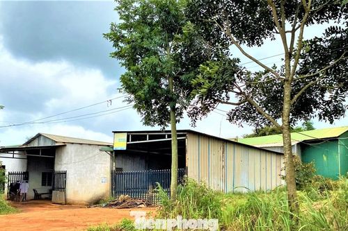 Vụ 'xẻ thịt' chuyển nhượng trái phép 166,8 ha: Xử lý cán bộ liên quan, thu hồi toàn bộ dự án