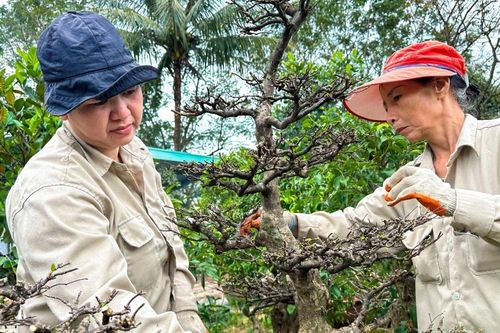 Mai Tết vào độ, nông dân 'chạy nước rút'