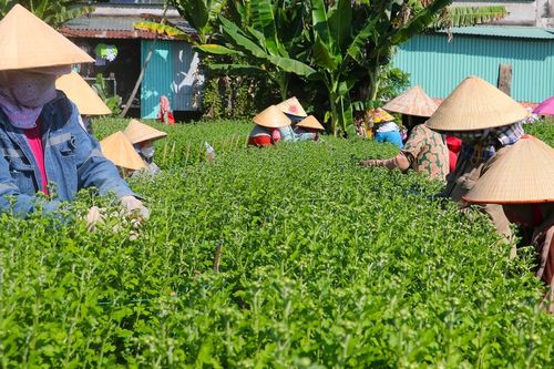 Thương lái đặt cọc sớm, nông dân 'thủ phủ' hoa Tết vẫn lo lợi nhuận bị bào mòn