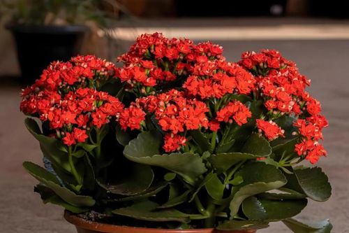 Mang ý nghĩa trường thọ và may mắn, loại cây này được nhiều nhà trưng dịp Tết