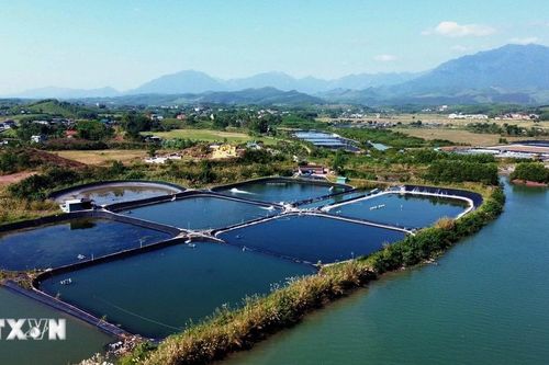 Quảng Ninh kỳ vọng giá trị tăng trưởng từ tôm nuôi trong năm 2026