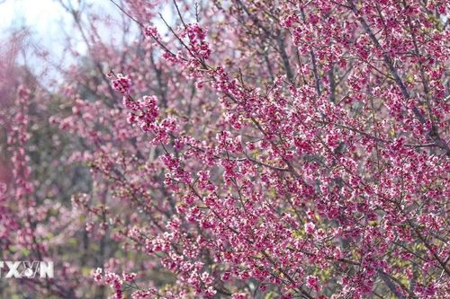 Hoa anh đào khoe sắc tại Lễ hội ở xã Mường Phăng