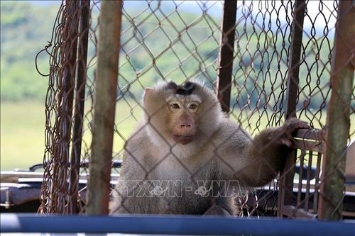 Thả hàng trăm động vật hoang dã về môi trường tự nhiên