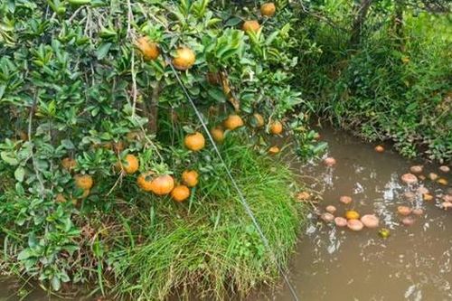 Mùa cam buồn ở Vĩnh Long: Từ 'cây làm giàu' đến gánh nặng sinh kế